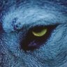 Medus4 🐺 的头像
