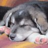 Profilbild von Axl
