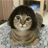 ねこるりこ(=゚ω゚=)@とりあえず4/26荒吐's profile picture
