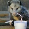 Profilbild von Philosophy Opossum