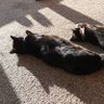 Cat Man Do profil fotoğrafı