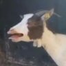 a local goat profil fotoğrafı