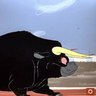 Romeo 's profile picture