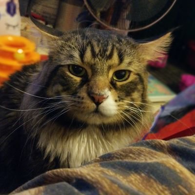 Reckless's profile picture