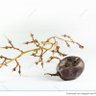 The Last Grape 的头像