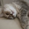 kawai41 的头像