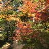 みかんおかん profil fotoğrafı