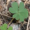 Фото профиля 幸運草 Lucky clover