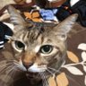 つくねん　木天蓼's profile picture