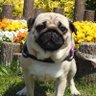 pugpug小梅's profile picture