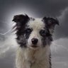 Anson's profile picture