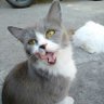 sekedar baca profil fotoğrafı
