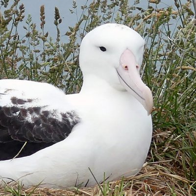 RoyalAlbatrossCam's profile picture
