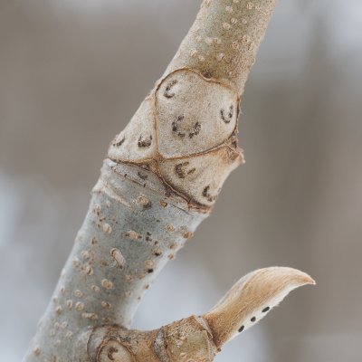 植物が好きな登山ガイド's profile picture
