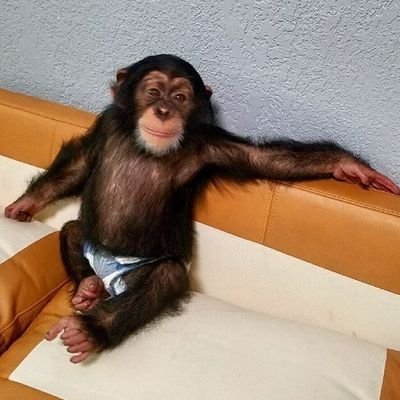 Daily Maymun's profile picture