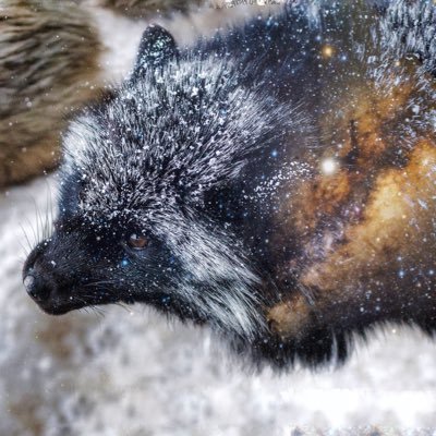 狐仙人乃弟子 トコノ オルタ's profile picture