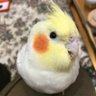 Фото профиля ちょこぼ🍤≠( ̄-( ̄)モグモグモグ♪
