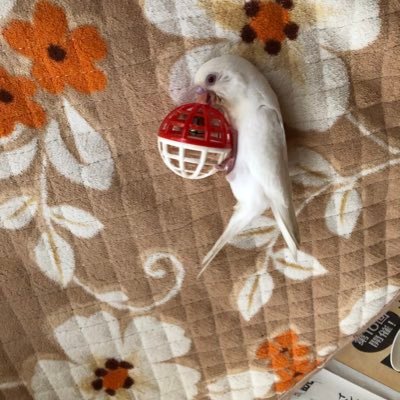 うさぎ's profile picture