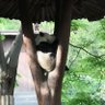 zhichen profil fotoğrafı