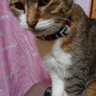 ナツメ・ナツメ's profile picture