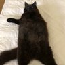 Jude Murphy's profile picture