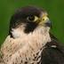 Arctic Raptor profil fotoğrafı