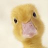 Profilbild von UltimateDuck