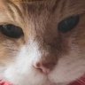 にゃ profil fotoğrafı