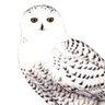 snowy owl's profile picture