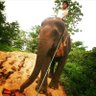 Фото профиля やす - JICA🇬🇭/ 象使い熱波師🐘-