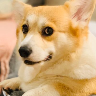 elmoelmodog's profile picture