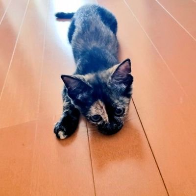 seritanpopoyuri's profile picture