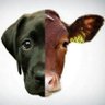 Animales Seres Sintientes y Conscientes. Avancemos's profile picture