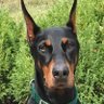 Dobermom's profile picture
