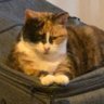 Margaret Devlin's profile picture
