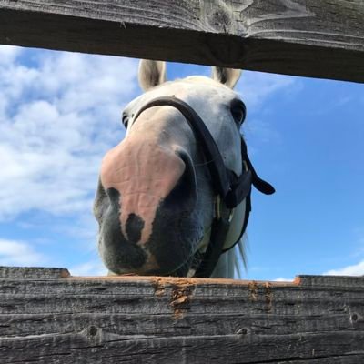 さやぴ's profile picture