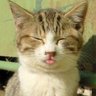 Profilbild von 猫舌族