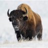Фото профиля Troy Bison