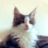 ますたけ profil fotoğrafı
