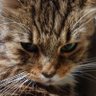 Profilbild von gizen69@