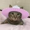 めろぴー 的头像
