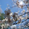 SaiTo(サイト) 的头像