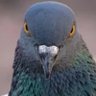 pigeon_farmboy 的头像