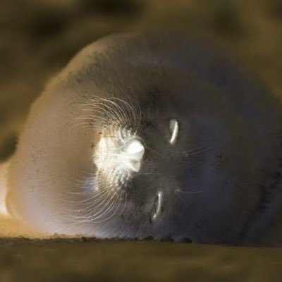 そーめん's profile picture