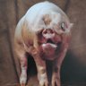 Kampf-Raum Rschew's profile picture