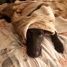 Kitori profil fotoğrafı