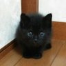 梗(きょう)'s profile picture