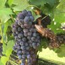 World of Vino profil fotoğrafı