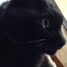 けいないん。's profile picture