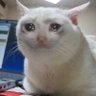 Profilbild von Chaotic omens